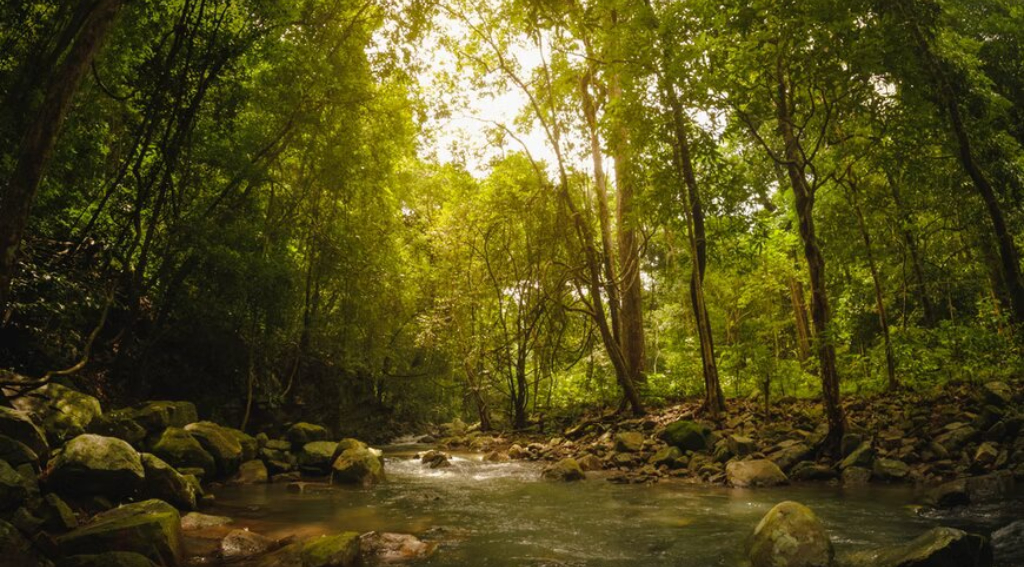 sanjay-gandhi-national-park