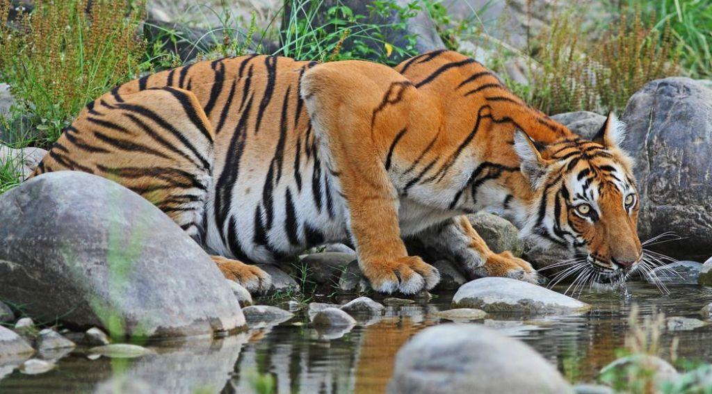 Sundarbans-tiger