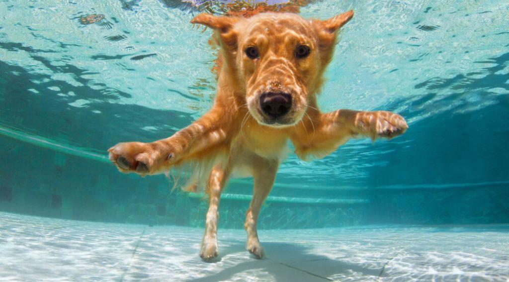 underwater-dog