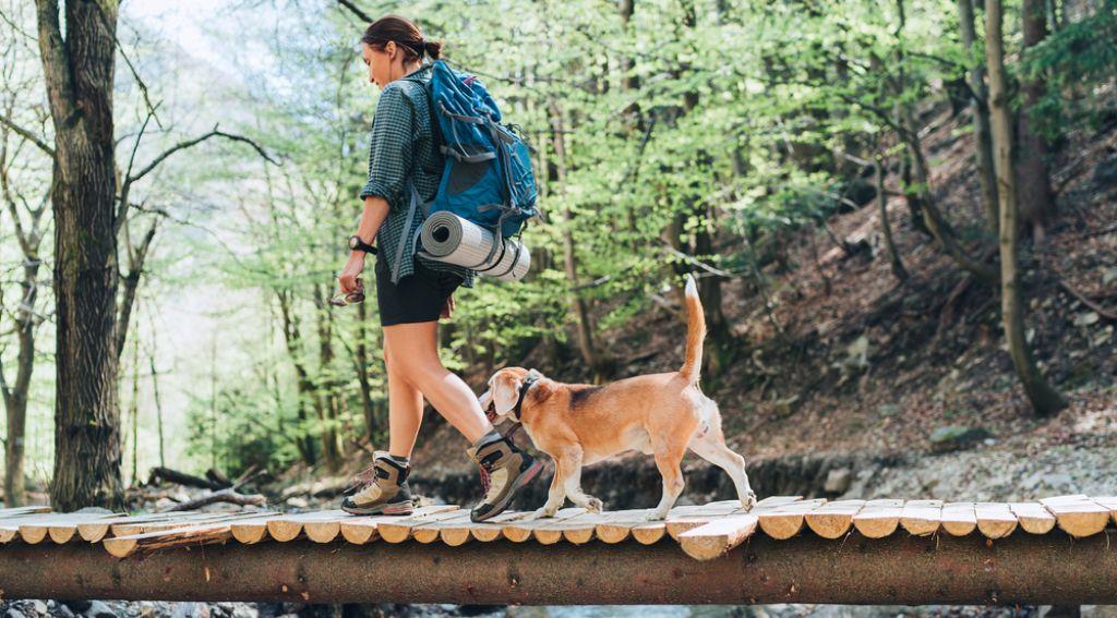 trek with dog