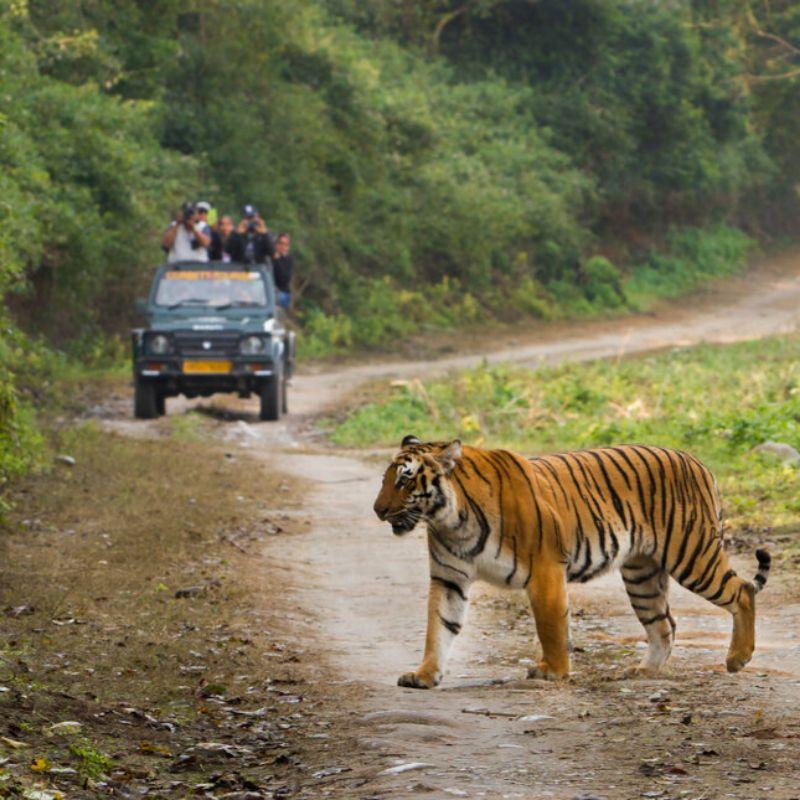 Wildlife Safari