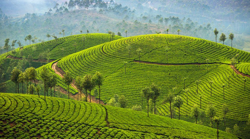 Munnar 