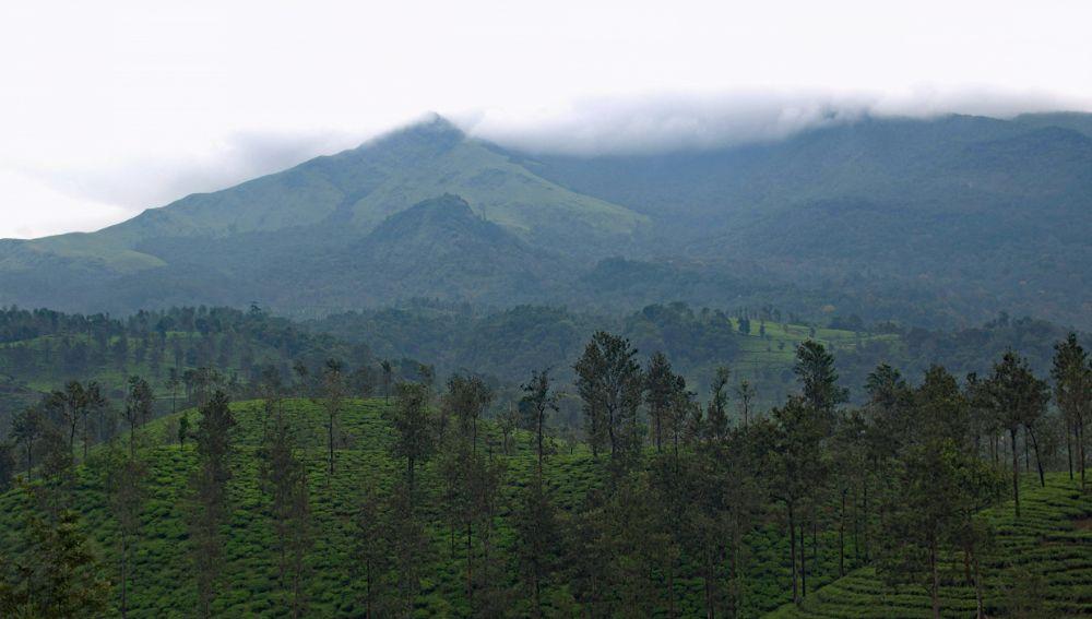 Wayanad Hilltop