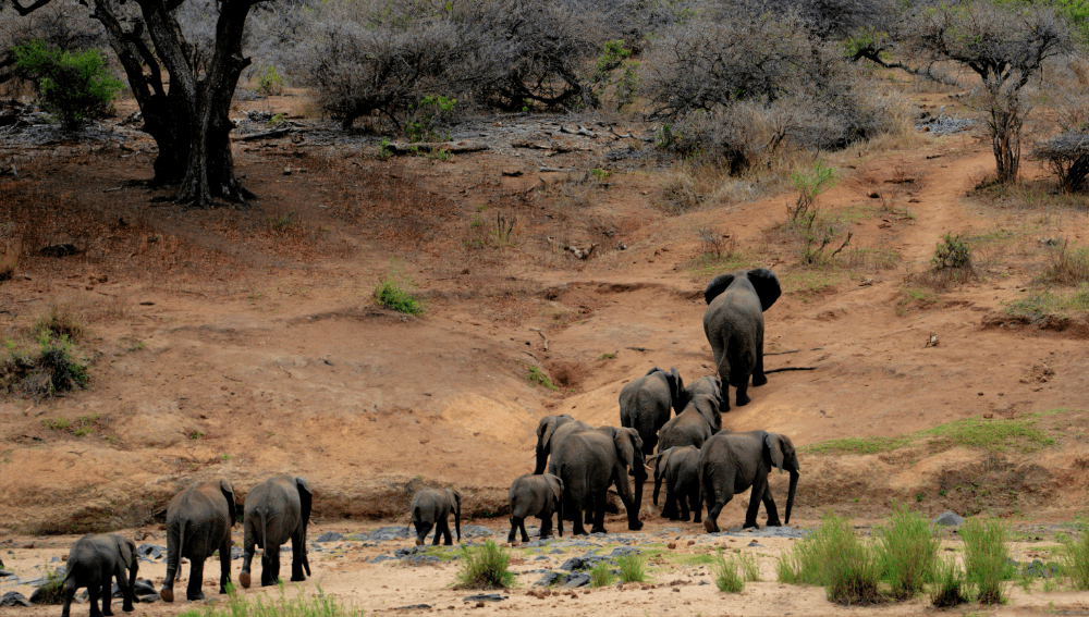 Kasu Brahmananda Reddy National Park | #6 of Must-Do Things in Hyderabad