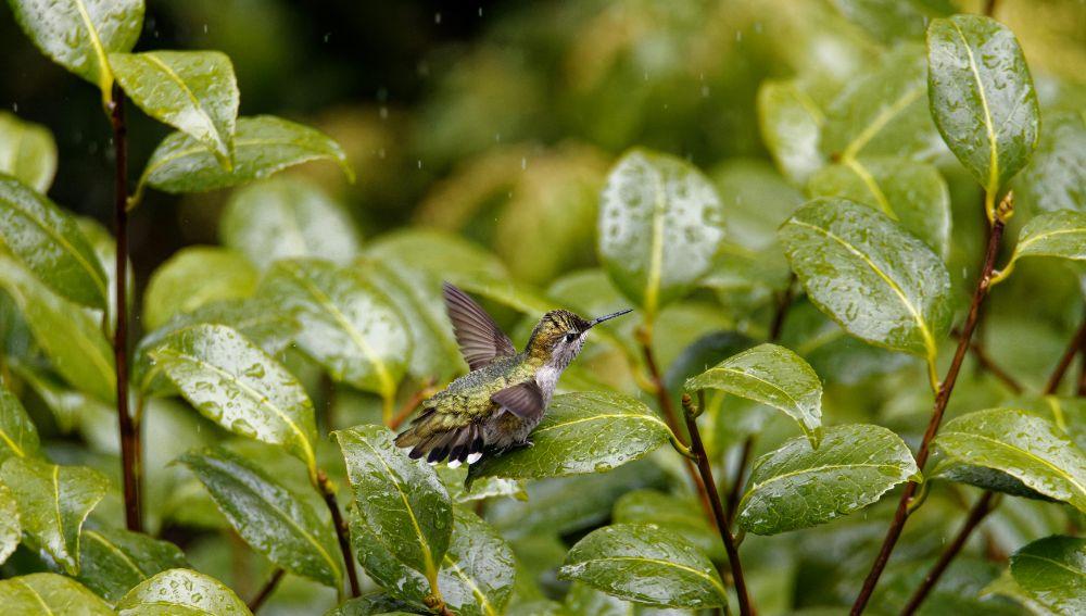 Bird Sanctuary