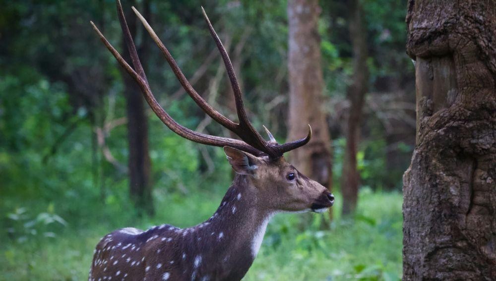 Kabini Wildlife Sanctuary