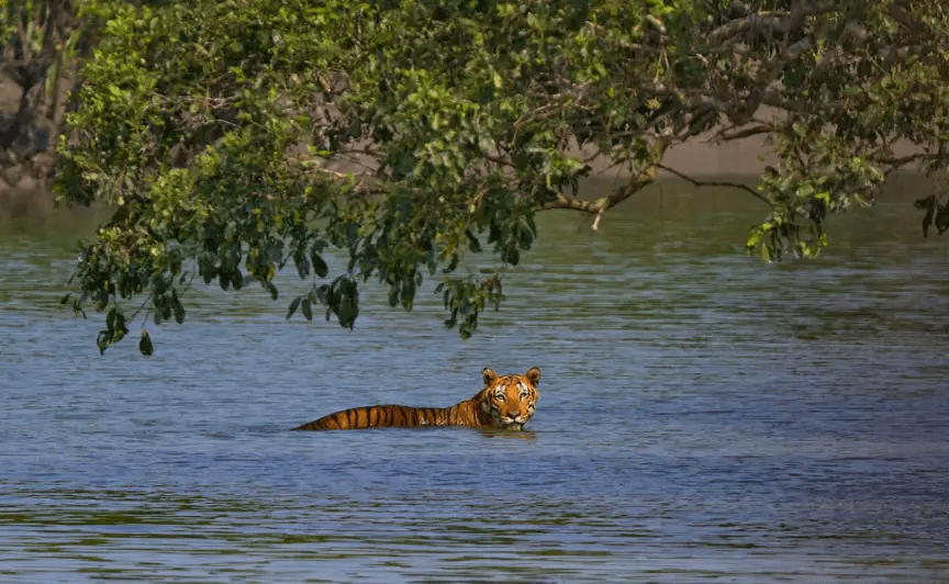 sunderbans tiger