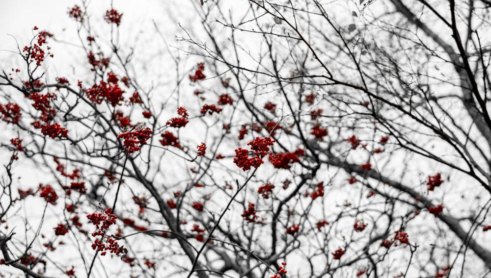 Alt Tag: The Winter Season Flowers in the Tree Photo Credits By: Michał Robak